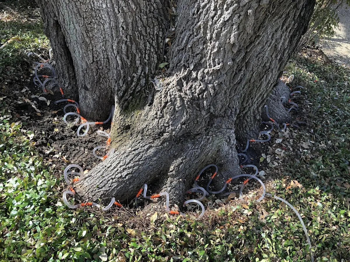 Detailed Tree Cabling and Bracing job site in Calumet City