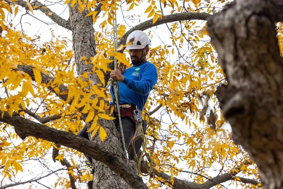 Skilled Tree Pruning crew working in Calumet City